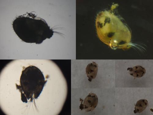 Cypria ophtalmica